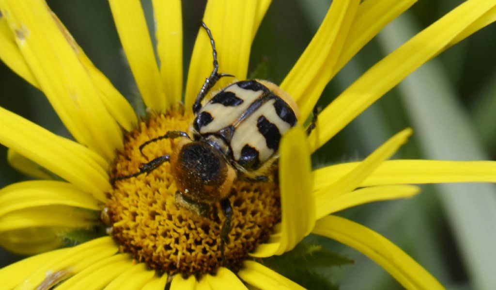 Trichius rosaceus aut sexualis. Cetoniidae, Trichiini